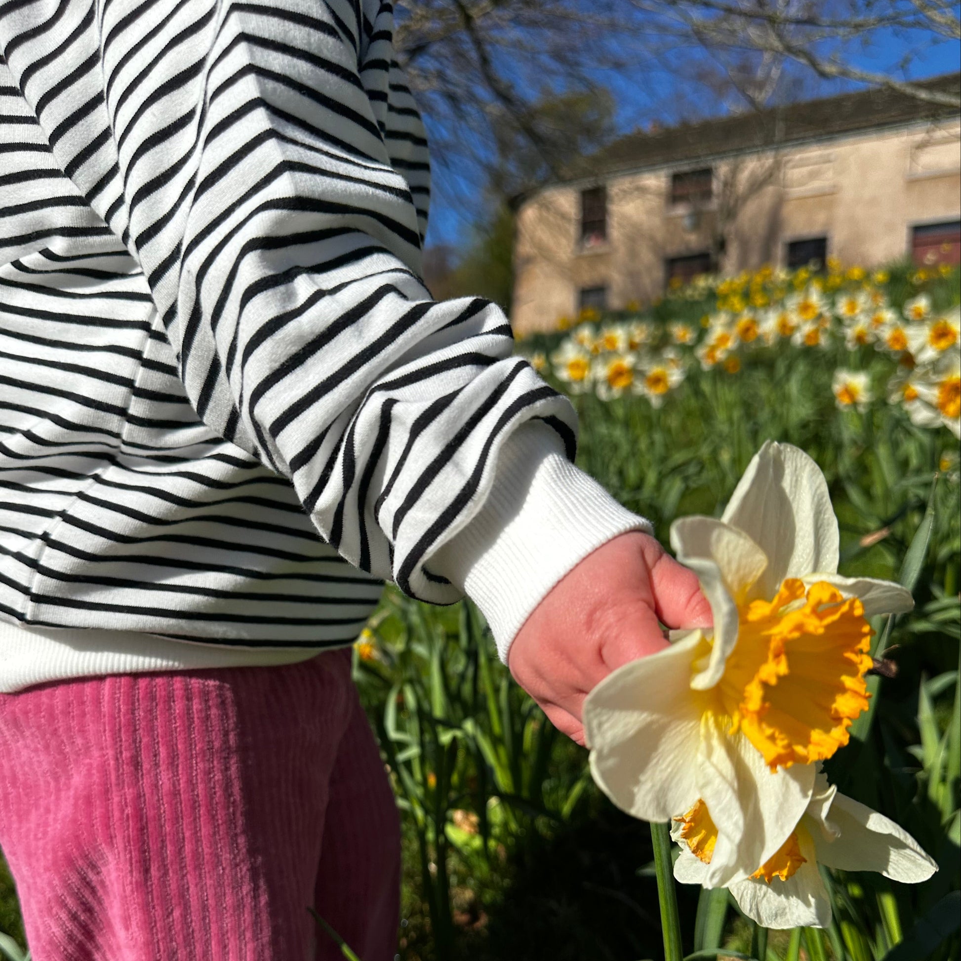 child holdng daffodil wearing striped organic cotton sweatshit